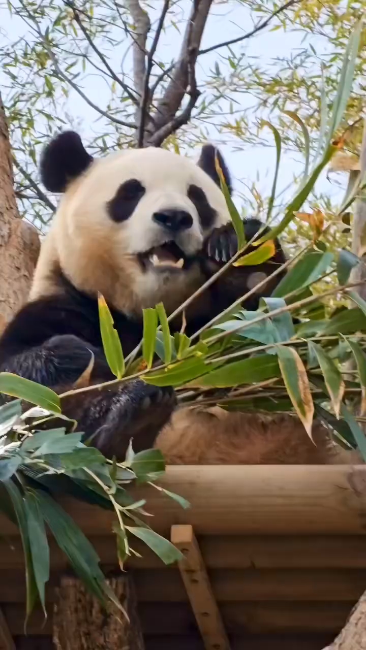 福宝吃播美食之旅新篇章开启！