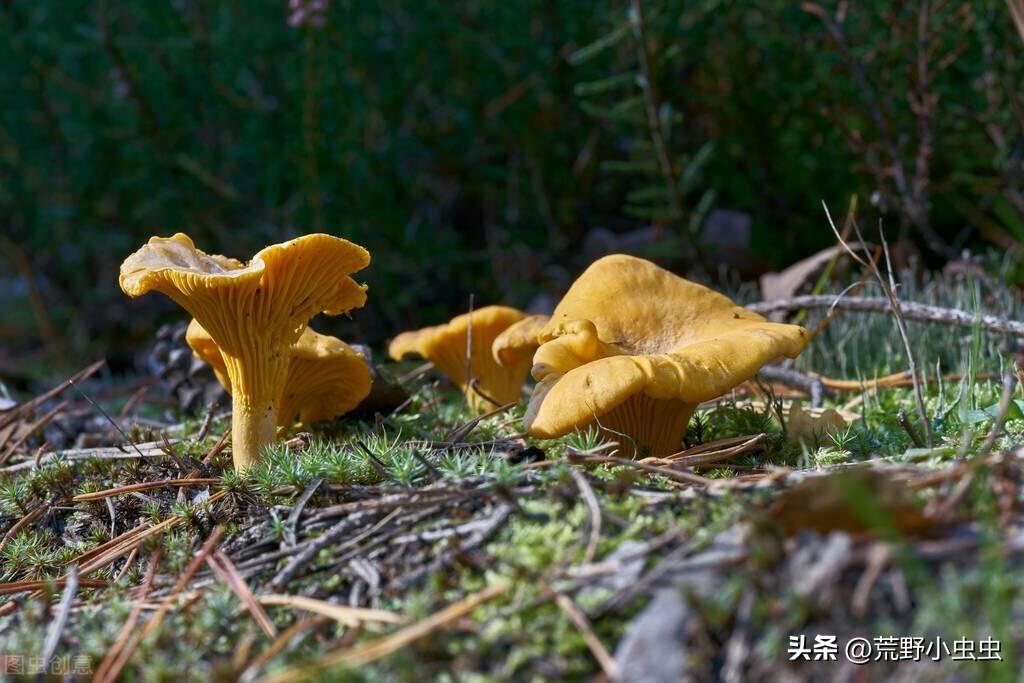 学医小伙逆境求生，两天食物山上存活九天，揭示生存智慧