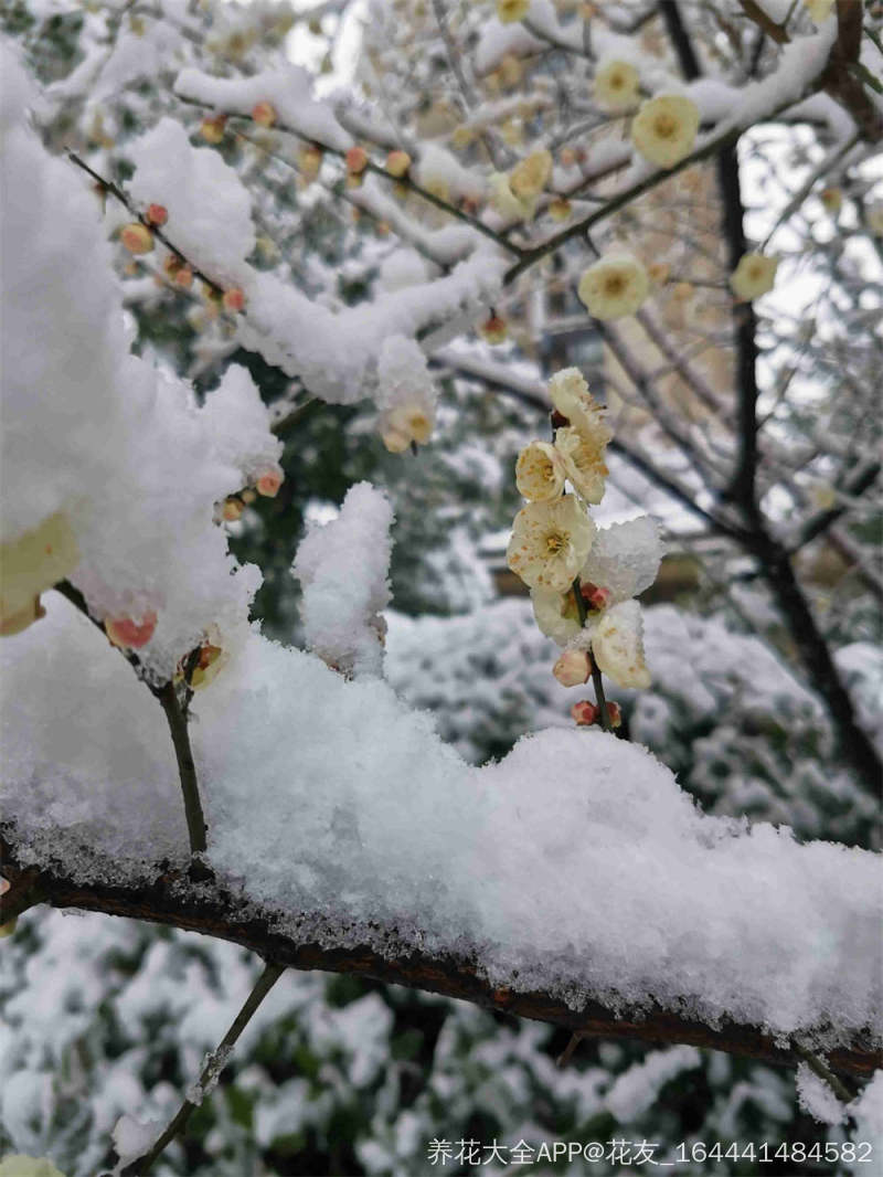 雪梅，自我介绍与分享之旅