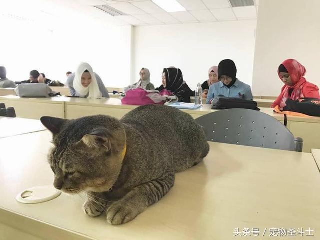 学校猫尸塞课桌事件背后的真相与不确定性探究