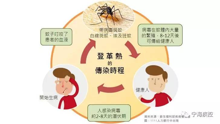 登革热潜伏期与相关知识深度解析