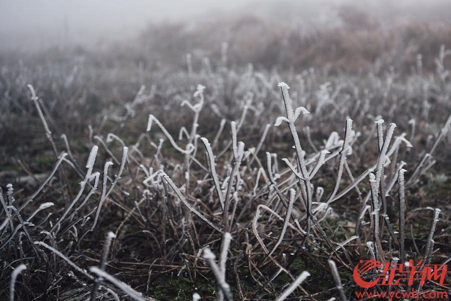 应对极端天气挑战，寒潮、暴雪、大雾黄色预警频发如何应对