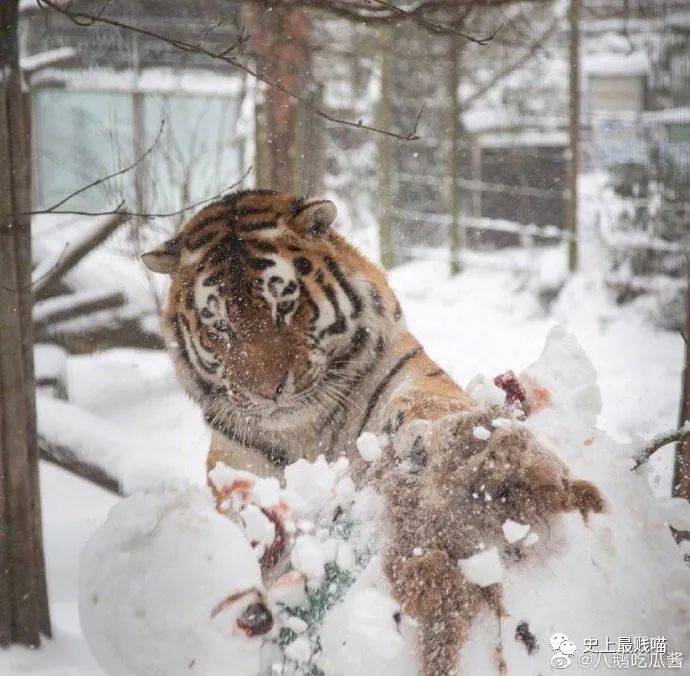 下雪天东北虎秒变滑滑虎的魅力