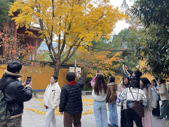 上海龙华寺银杏猫咪走红，佛系文化与网络热点的完美结合