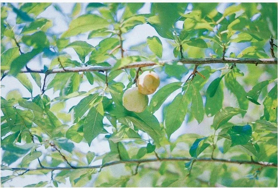 夏至探秘，特殊日子的奥秘