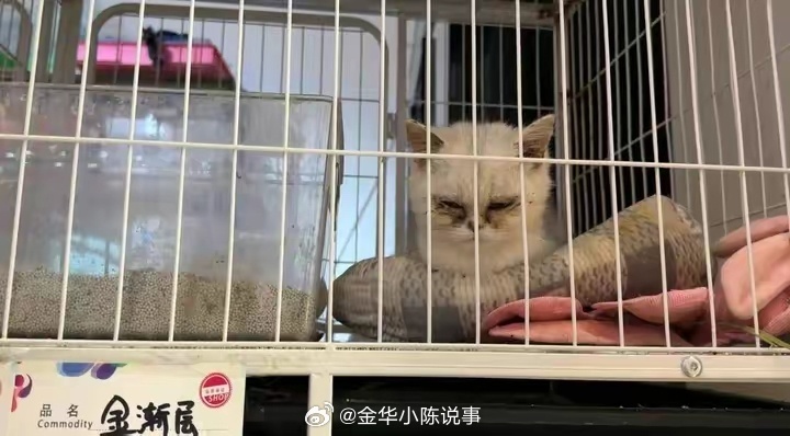 拒付猫贷引发法律纠纷，领养猫咪背后的高额费用