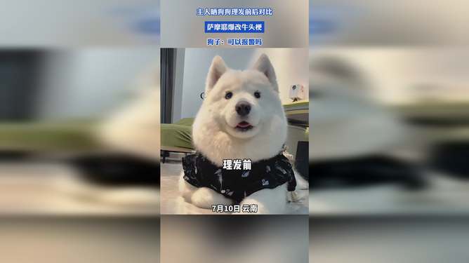 萨摩耶与柴犬的理发前后视觉盛宴，毛发魅力与想象力的碰撞