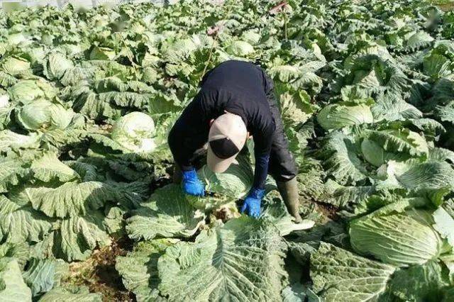 中国籍兄弟日本包菜偷窃案深度剖析