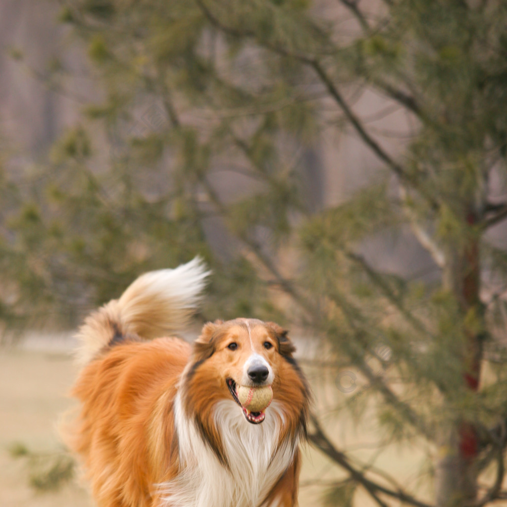 苏格兰牧羊犬，忠诚、智慧与力量的卓越融合