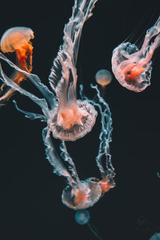 海蜇，神秘的海洋生物揭秘