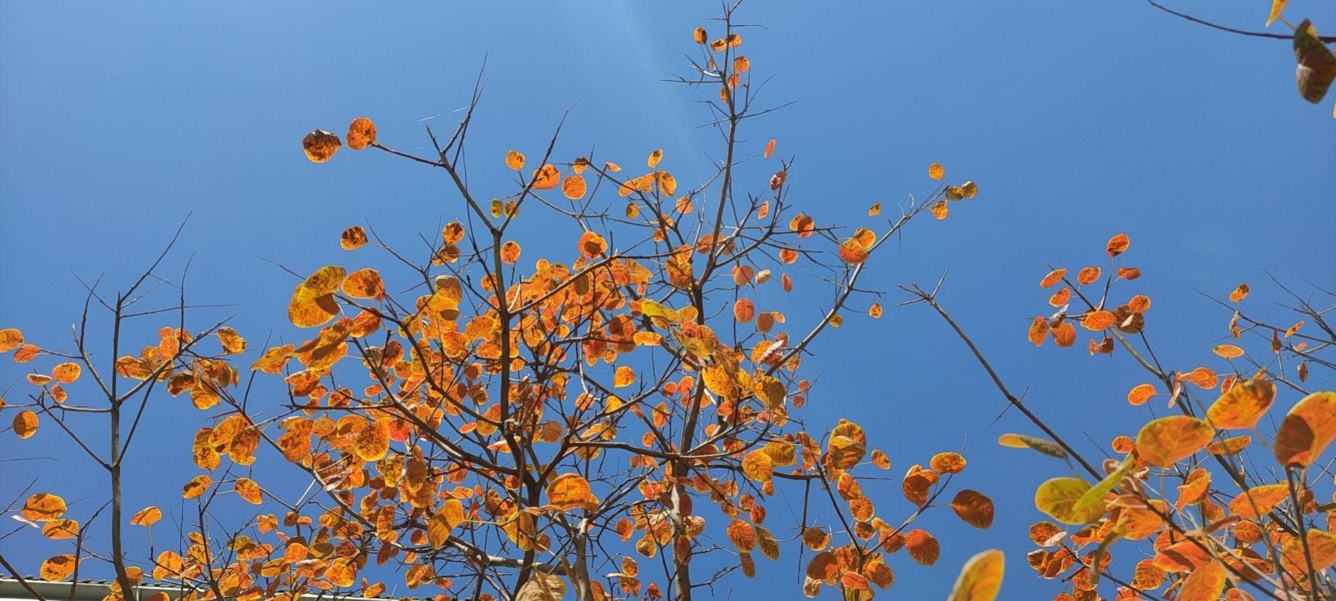 今日霜降时刻揭晓，探寻霜降时节的神秘面纱