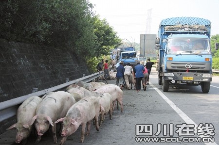 运猪车侧翻，生猪路上撒欢逃跑