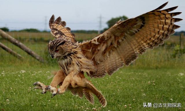 猫头鹰与野猫生存之战，体重对决与胜负分析