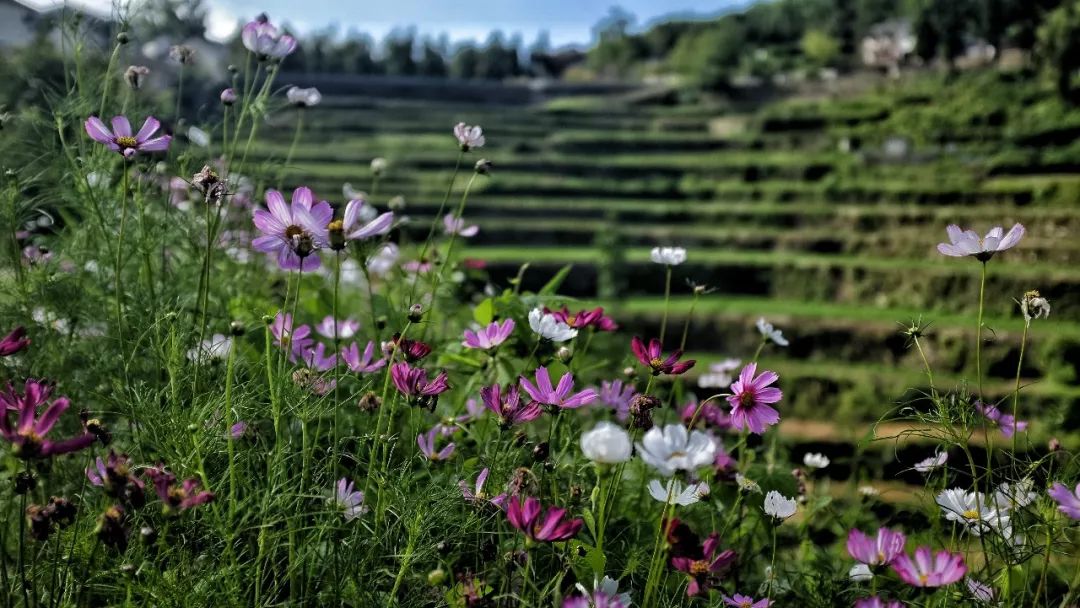 夏日生命盛宴，希望与热情的交响舞