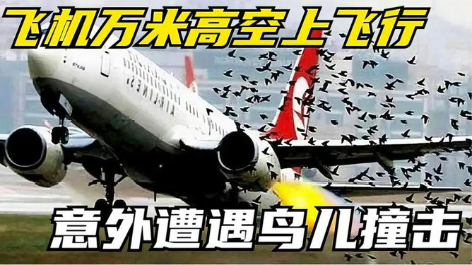 韩国客机遭鸟撞击事件曝光，航空安全引发关注热议