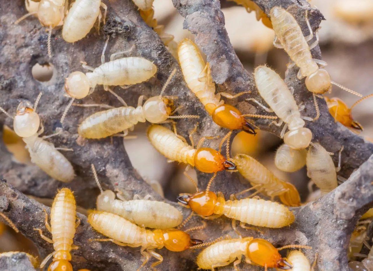 揭秘白蚁幼虫，微小生物的世界、生态价值探索