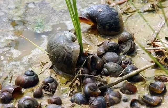 福寿螺与田螺，生物学特征及其差异探索