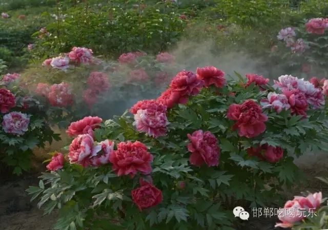 杨妞花与邯郸的深厚县域情缘