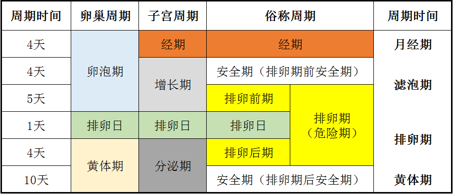 女人排卵期对男性的心理与生理期待，探究背后的奥秘与变化