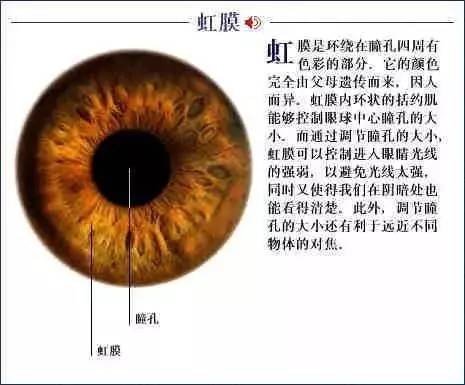 人类虹膜生物信息，独一无二的终身标识