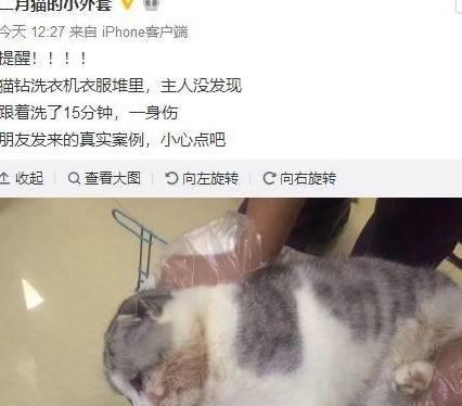 猫在洗衣机惊魂记，一场家庭冒险的意外之旅