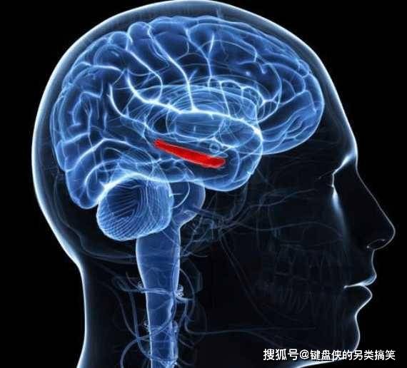 海马体硬化的原因、影响解析