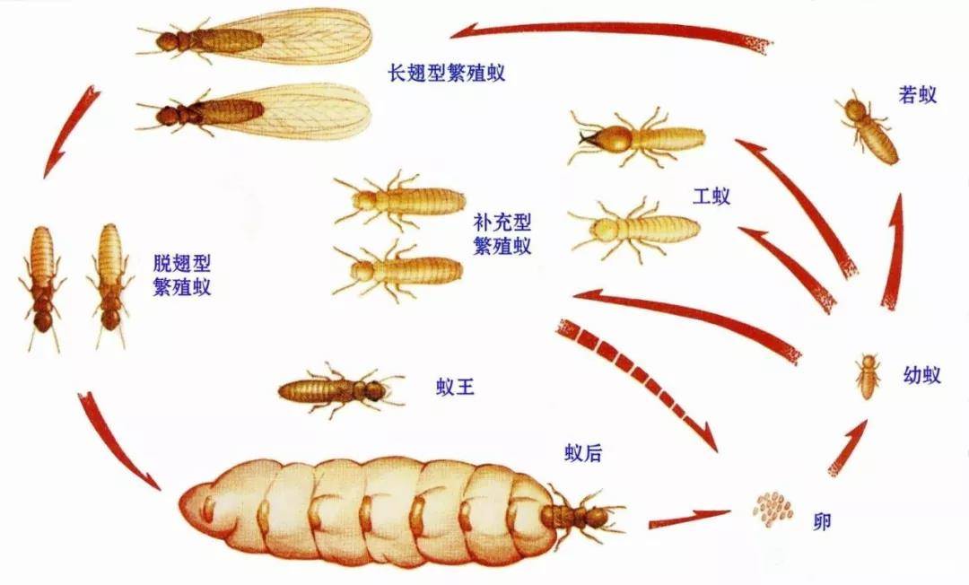 白蚁三抗两消一止含义及其重要性解析