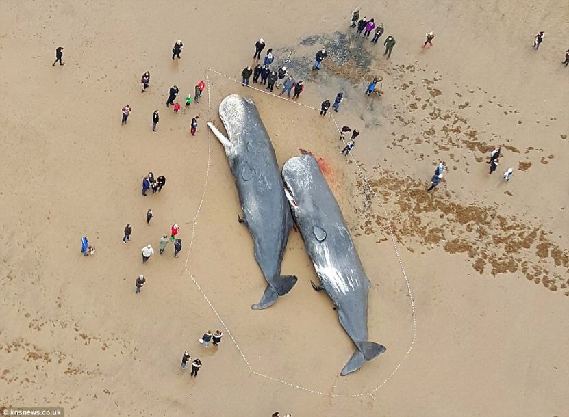 海南沙滩惊现八米长鲸鱼尸体搁浅事件曝光