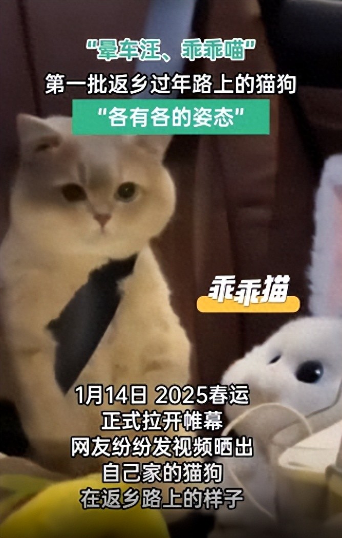 首批返乡过年的猫狗启程之路