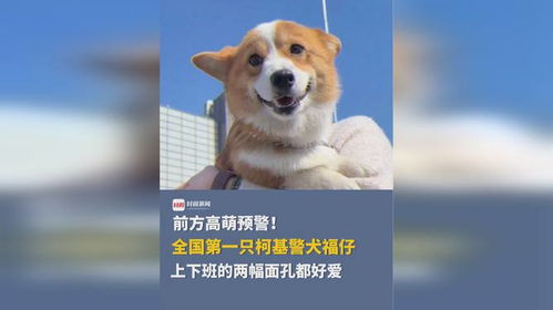 警犬福仔荣耀瞬间，大红年终奖的骄傲时刻