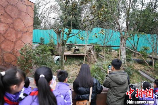 跨越千里只为每日见一眼大熊猫，女子重庆移居之旅的感人篇章