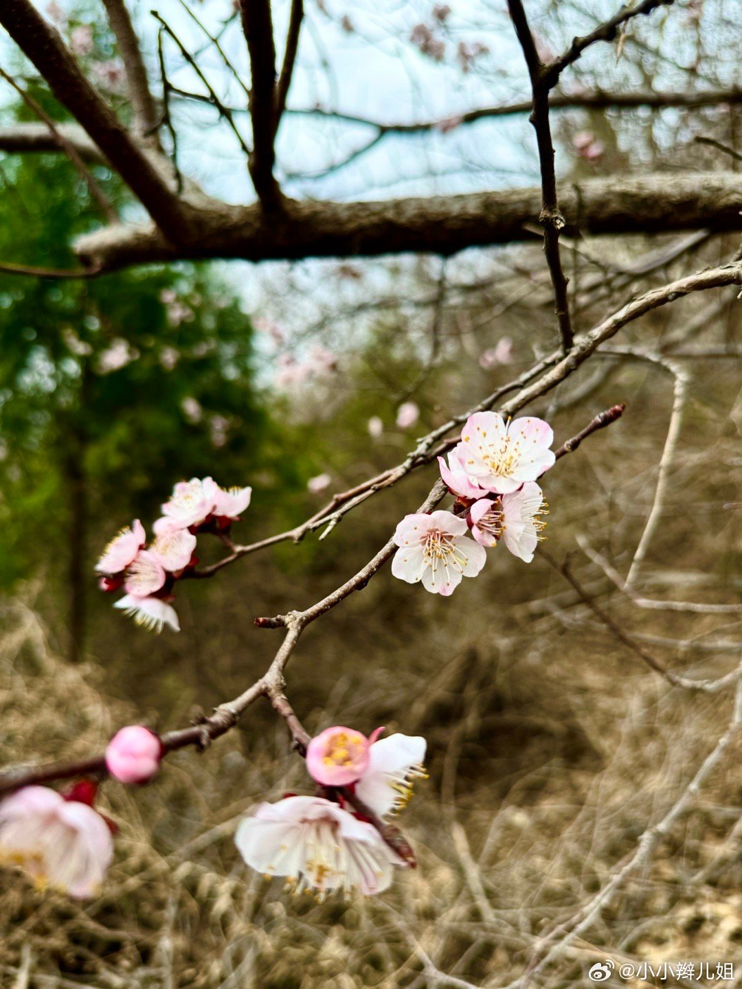 蛇年两头春现象揭秘，神秘现象的科学解析