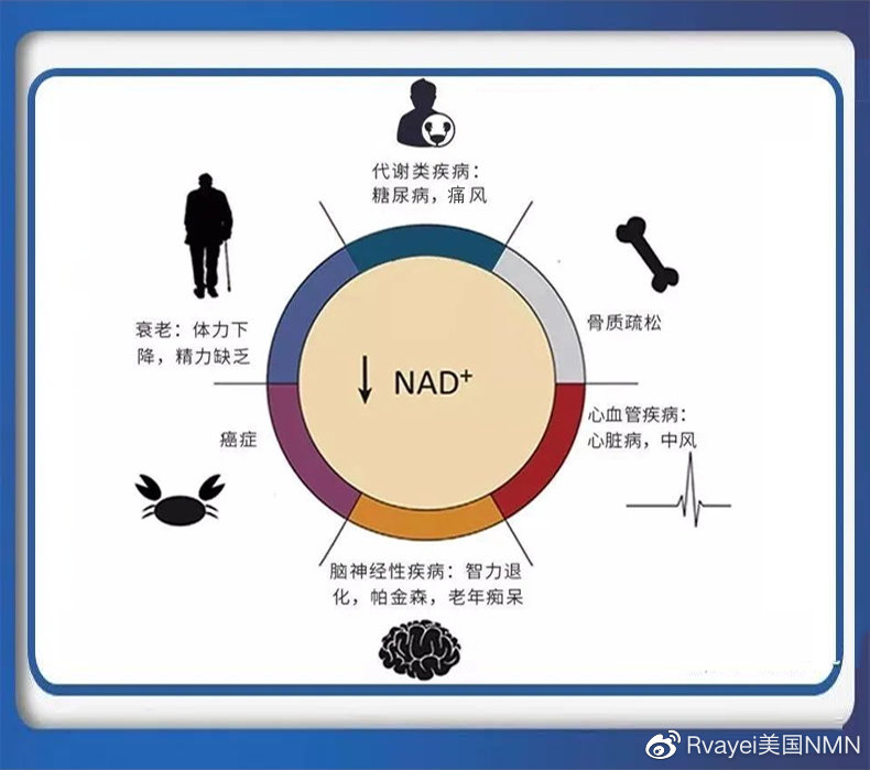 诺贝基因的作用与重要性解析