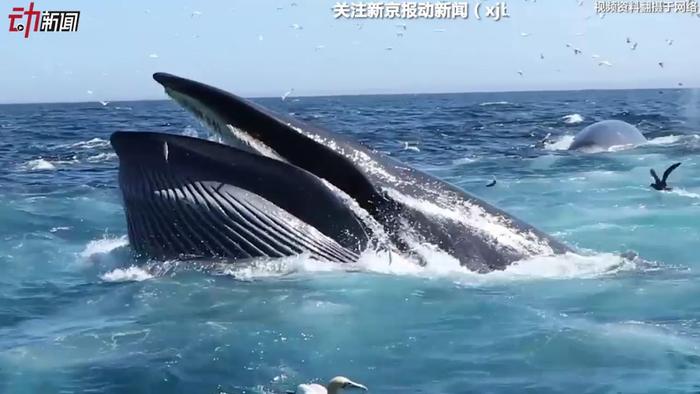 海洋惊魂！男子被鲸鱼吞下再吐出