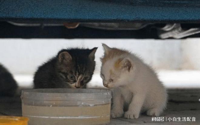 流浪猫生产后赠予店主珍贵礼物，生命的奇迹与温馨故事