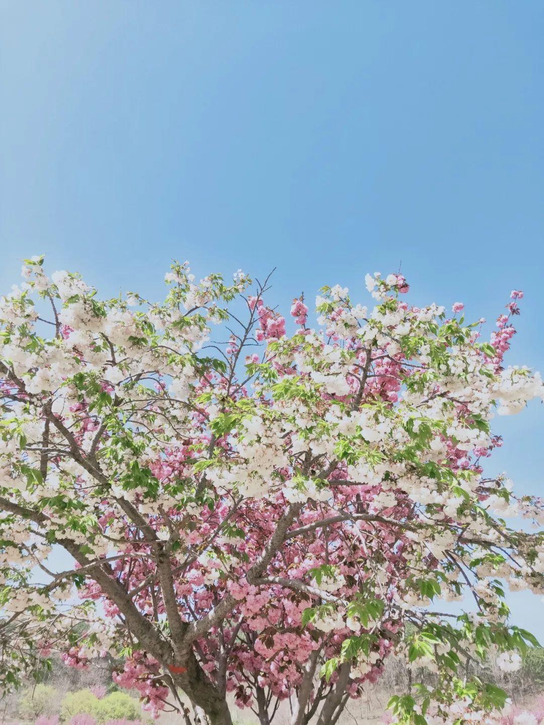 春日赏花赏景，尽享美好时光