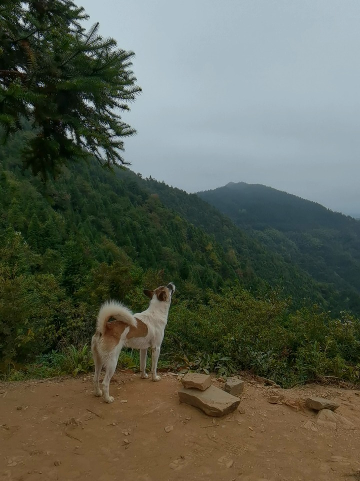 湖北狗狗山意外走红，网友惊叹相似度极高