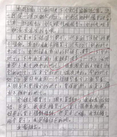 三年级作文，探索与发现的奇妙之旅