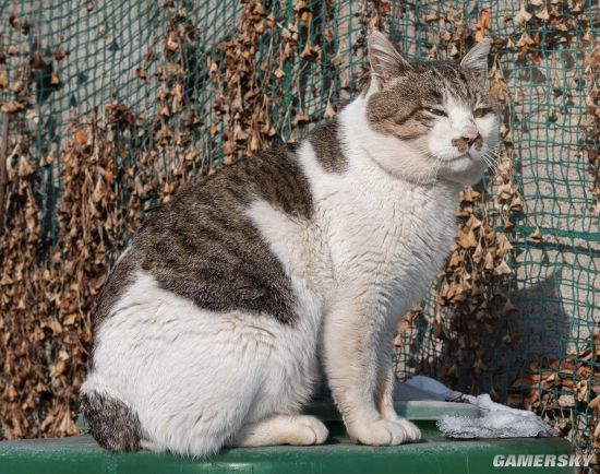 央视还原“胖猫”事件真相