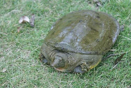 淘汰掉鳖？