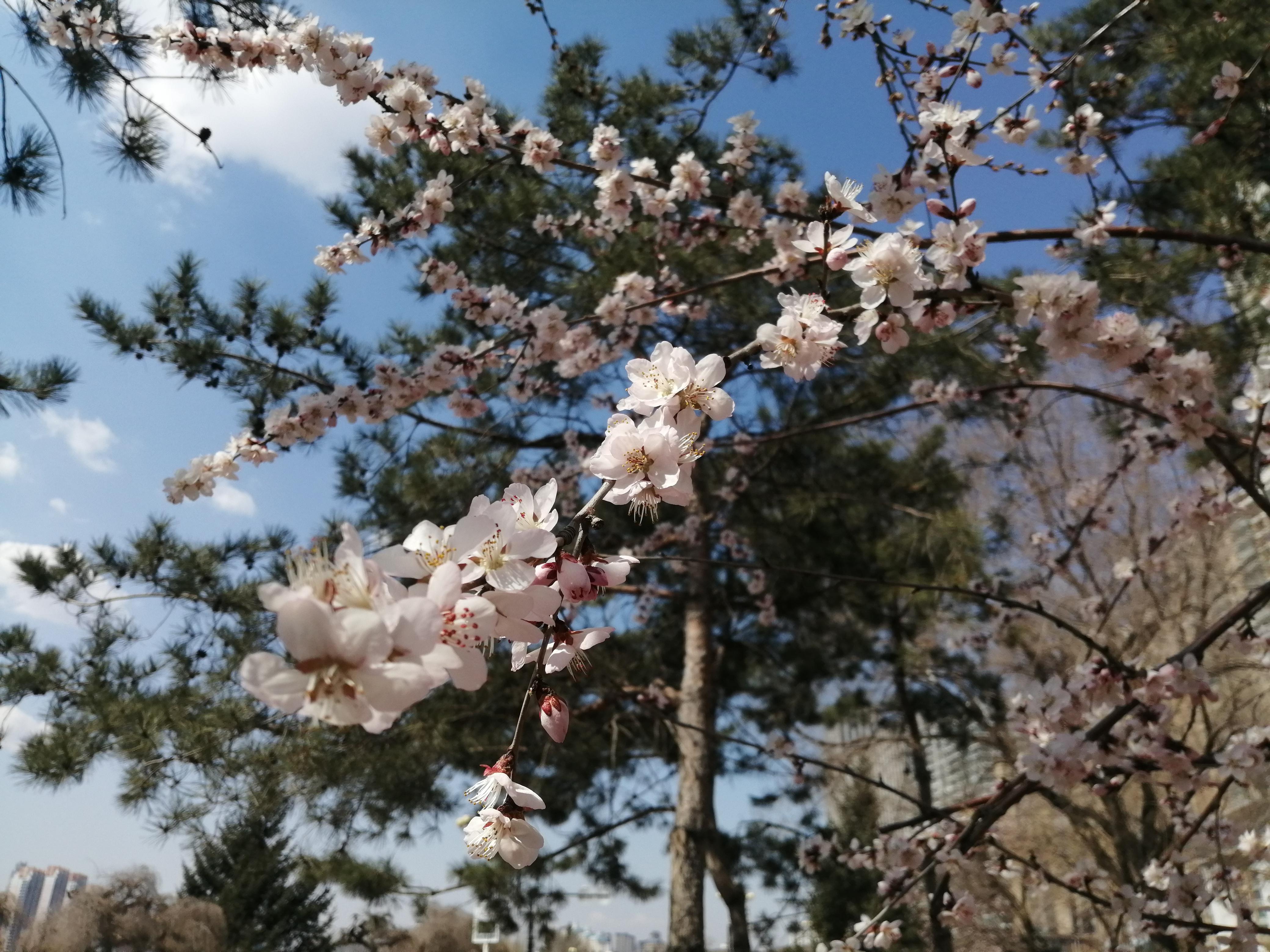 花开神州春意浓